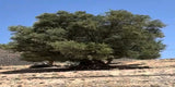 A lone ancient olive tree standing on bare ground at Hmiddate