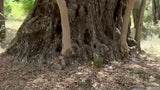 The base of an ancient olive at Kaf El Ghar: a massive, deeply furrowed trunk with several smooth pale stems rising from a single base, characteristic of olive grafted onto wild oleaster rootstock.