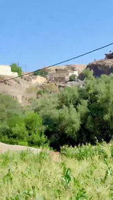 Ancient olive grove below a village on the ridge, Guercif province