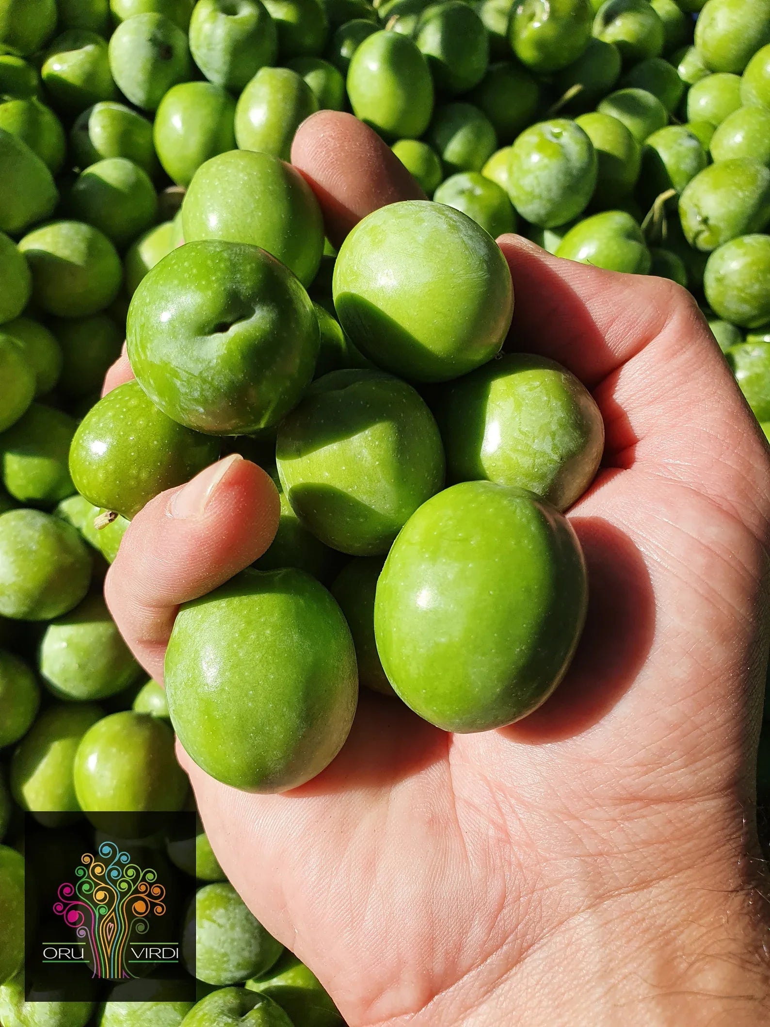 Olives