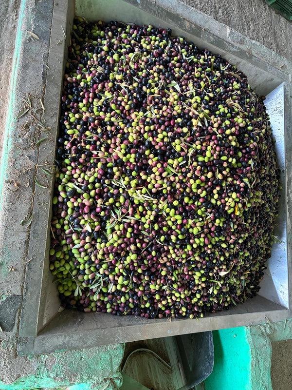 Les olives à la trémie de réception