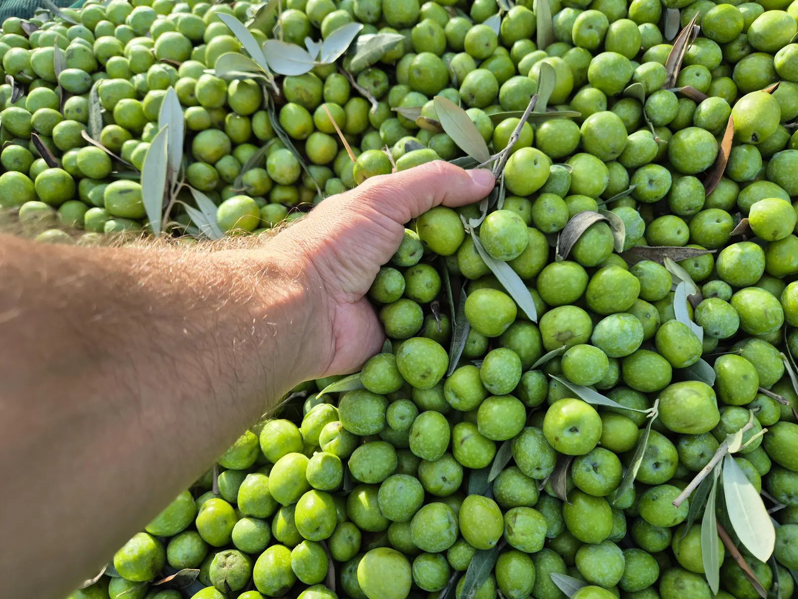 Olives