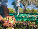 Harvesting Services