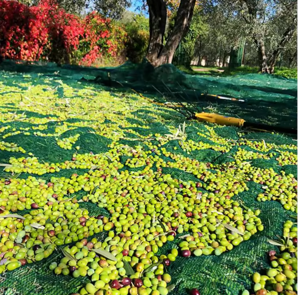 Olives on a green tarp with trees and red bushes in the background