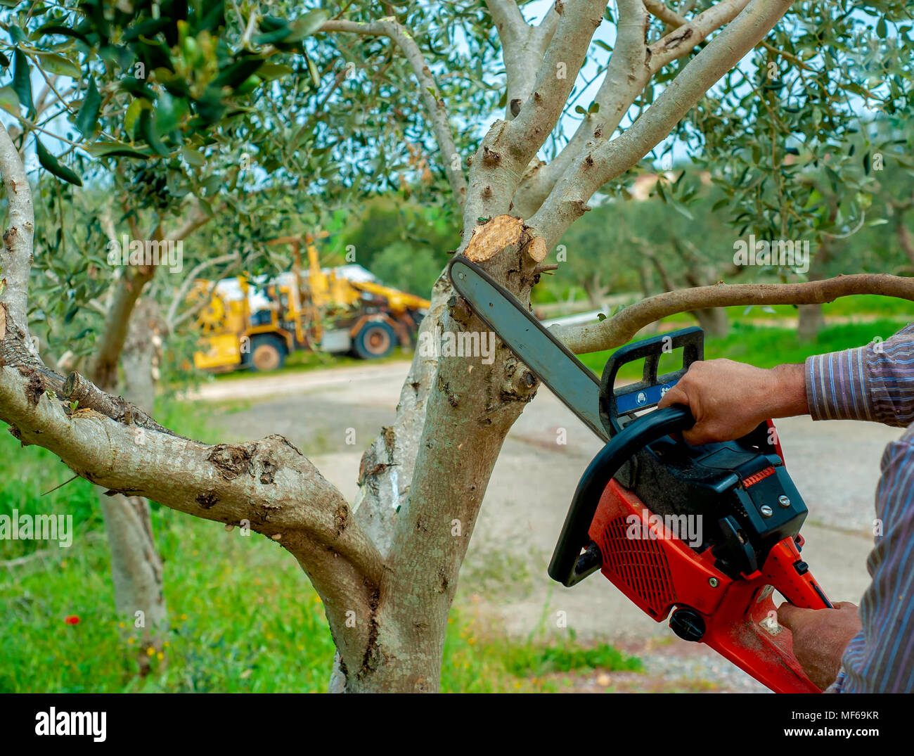Pruning Services