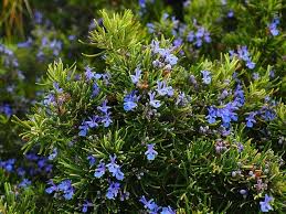 Rosemary