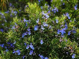 Rosemary