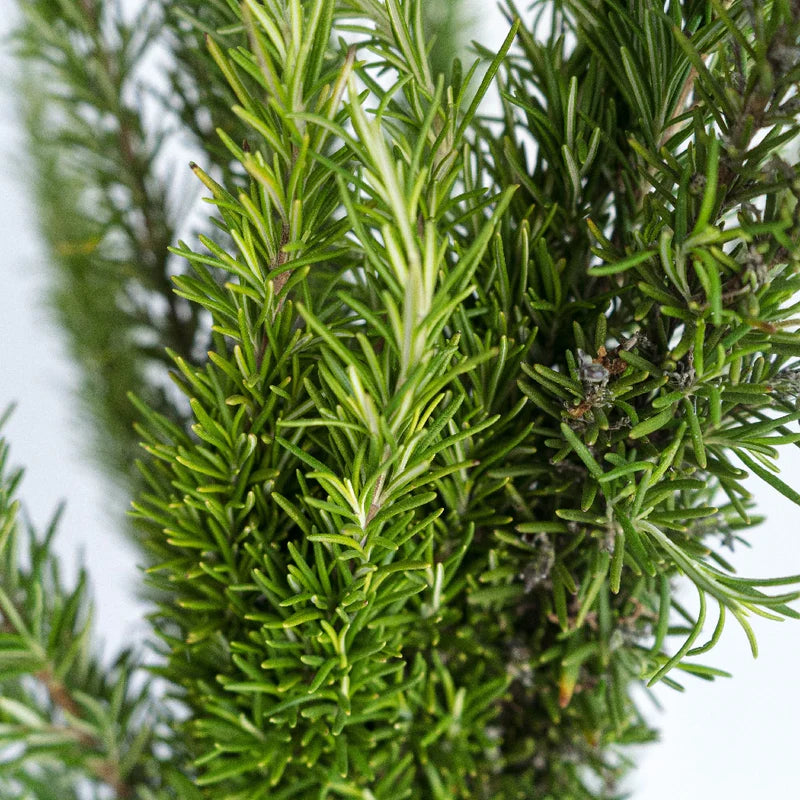 Rosemary