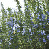 Rosemary