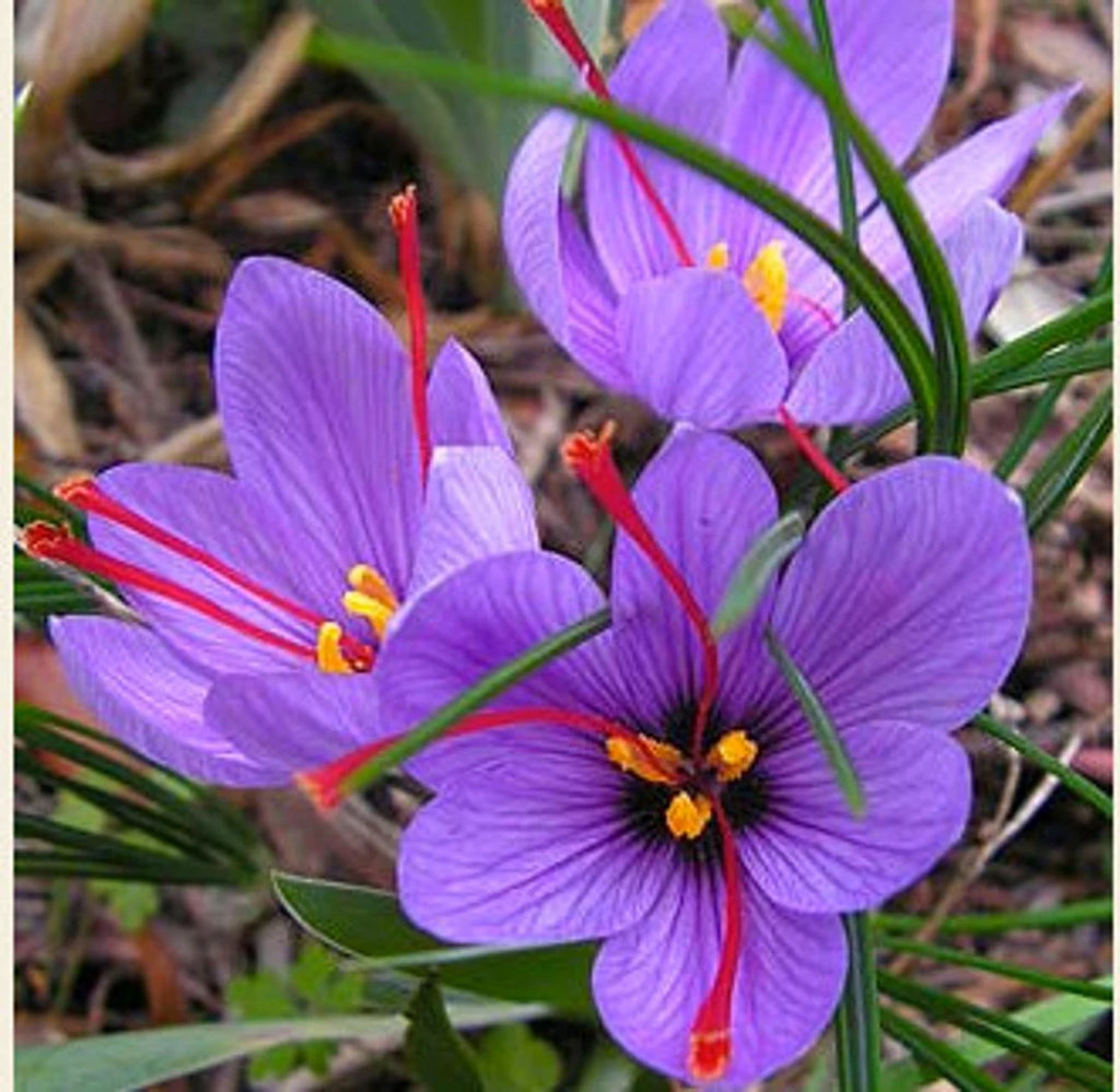 Taddart Saffron