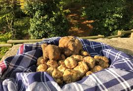Truffes Tafrata