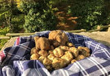 Truffes Tafrata