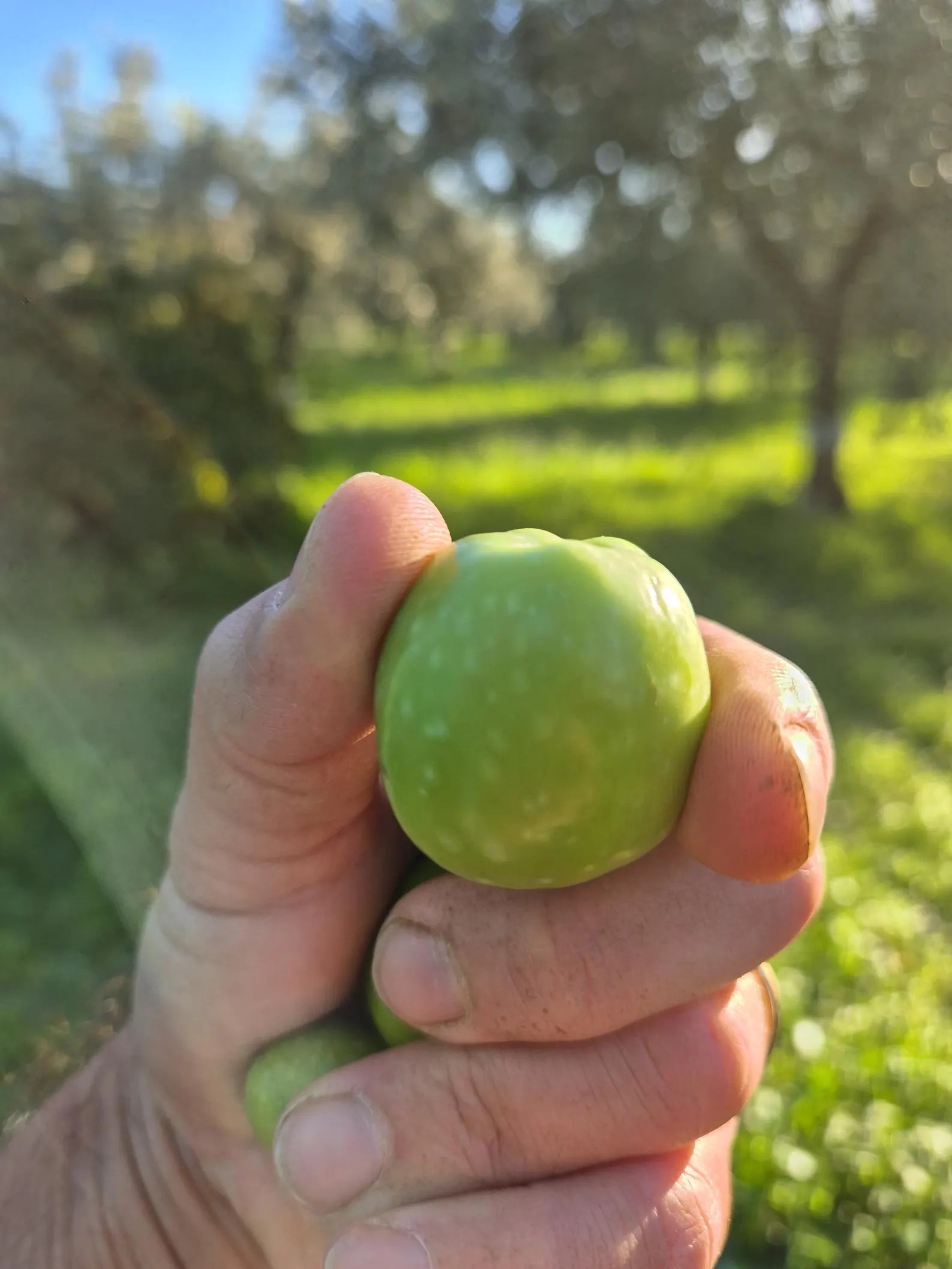 Olives