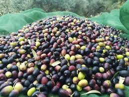 Rien que des olives