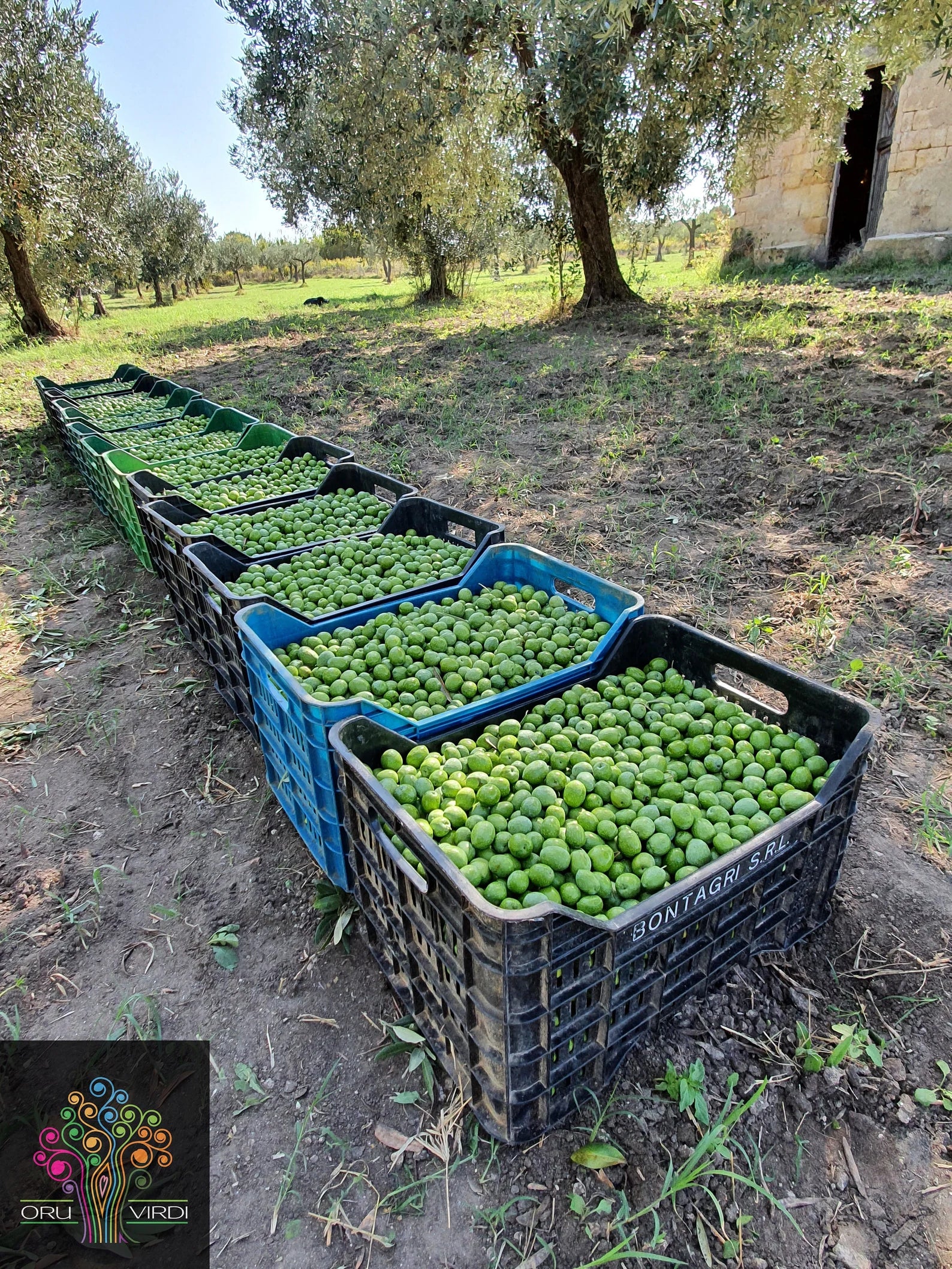 Olives