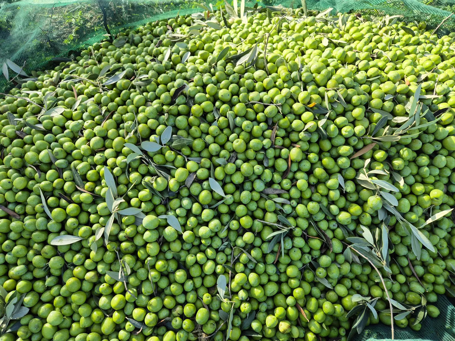 Olives