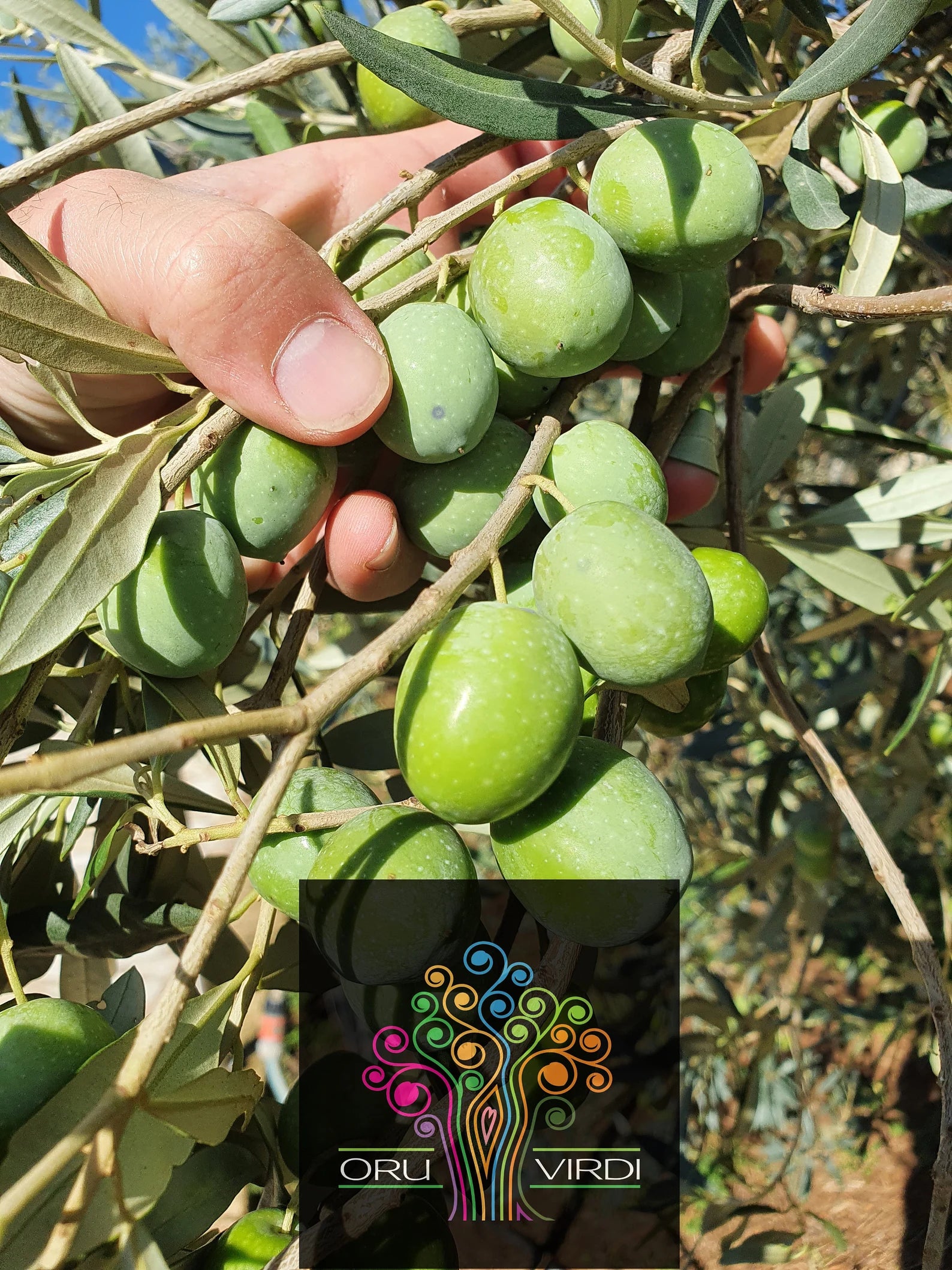 Olives