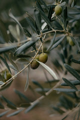 Olives sur la branche — huile d'oliviers séculaires — image d'illustration