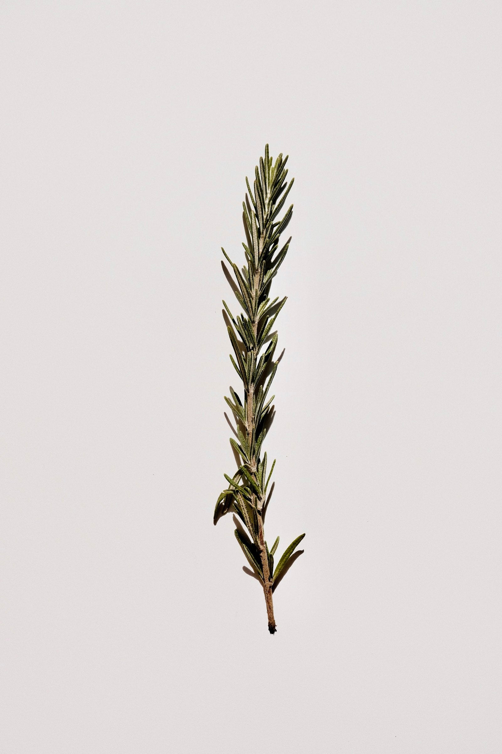 Thym — image d'illustration