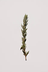 Thym — image d'illustration