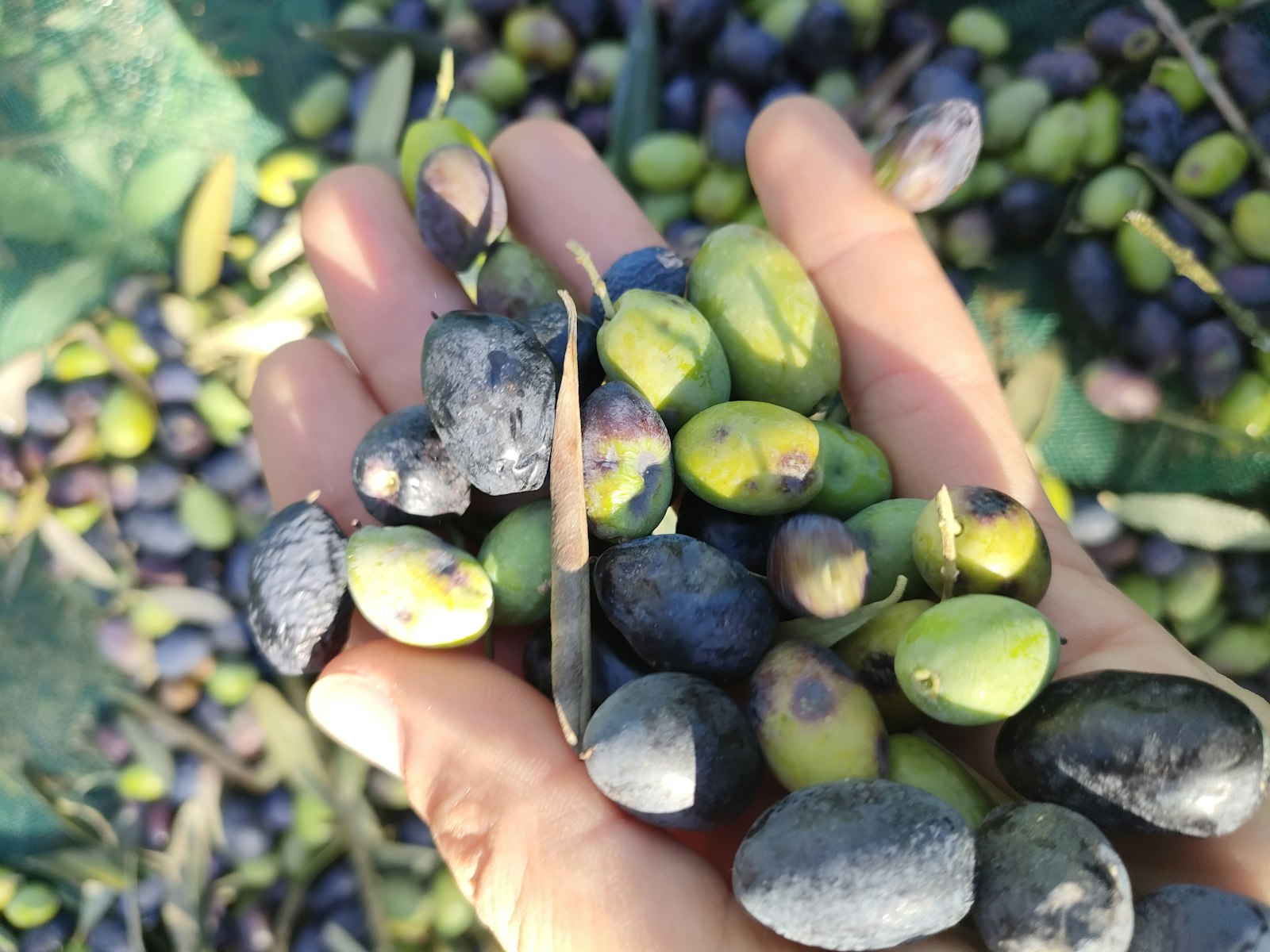 Services de récolte des olives — image d'illustration