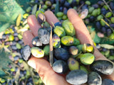Services de récolte des olives — image d'illustration