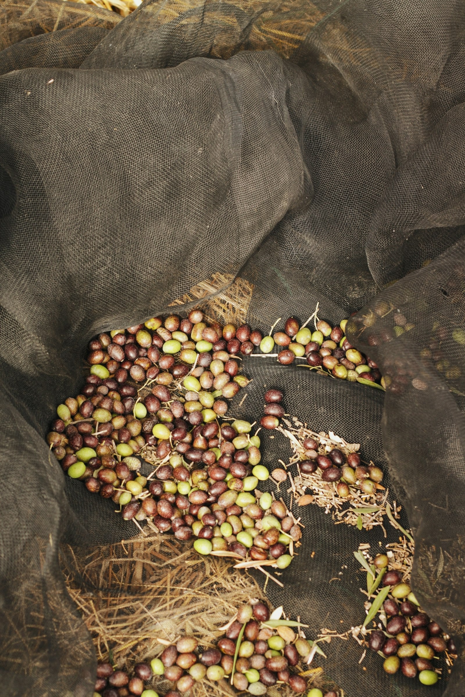 Cueillette des olives à la main — image d'illustration