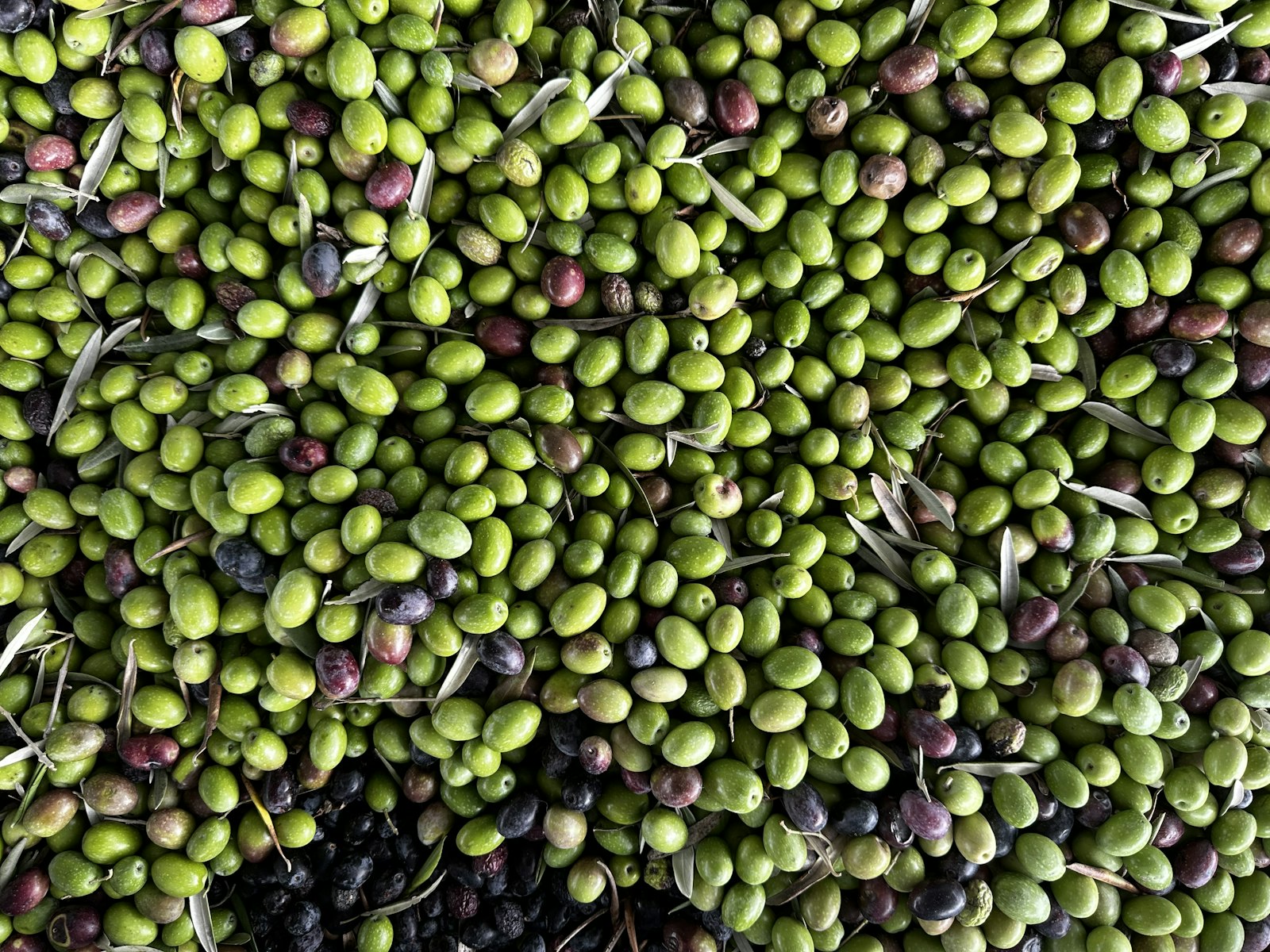 Olives de table — image d'illustration