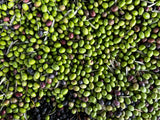 Olives de table — image d'illustration