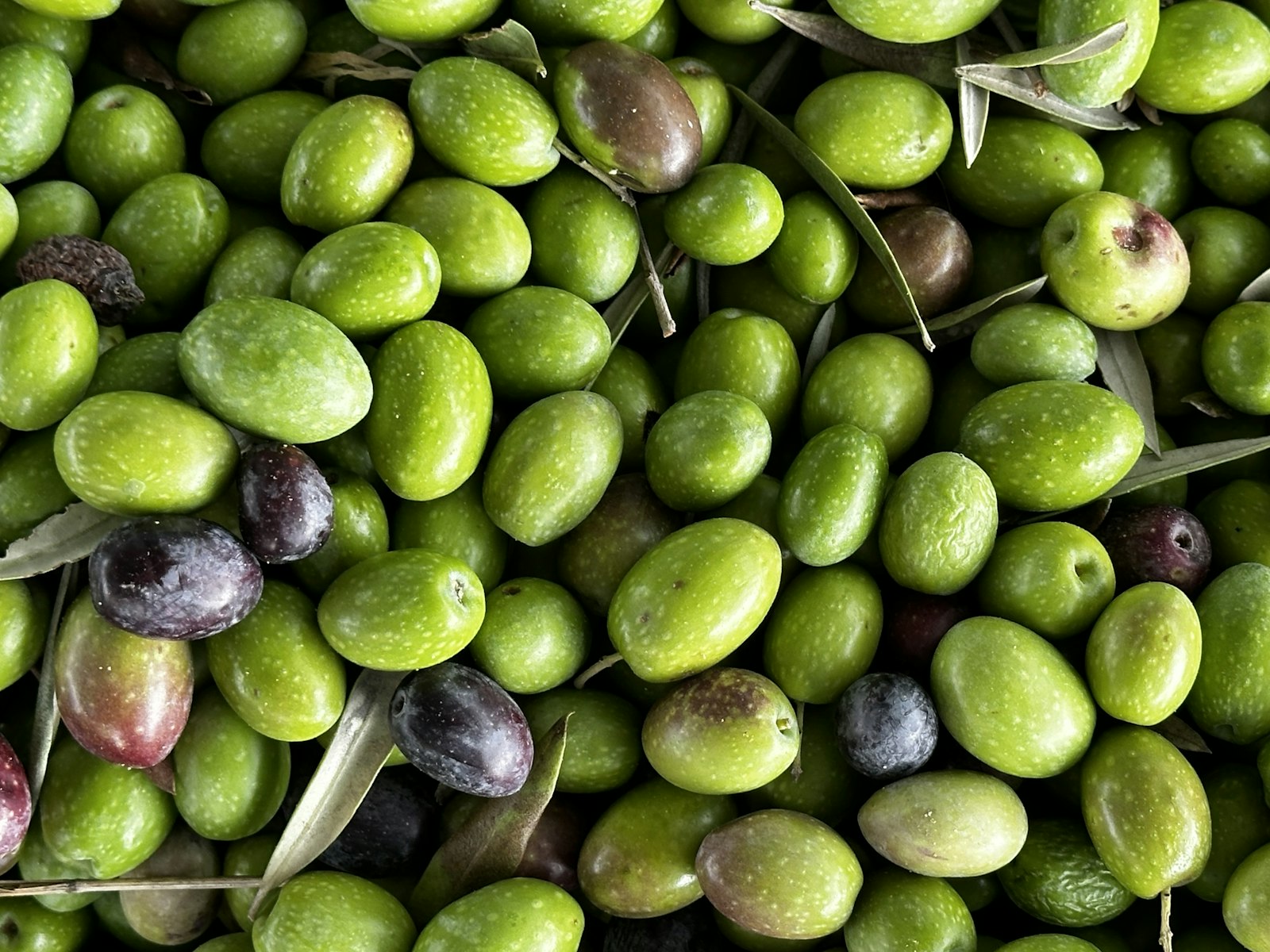 Olives vertes — image d'illustration