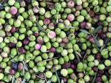 Olives récoltées — image d'illustration