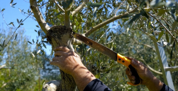 Pruning Services