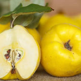 Melloulou Quince