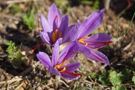 Taddart Saffron